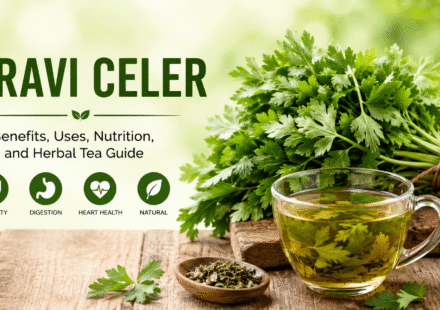 Pravi Celer